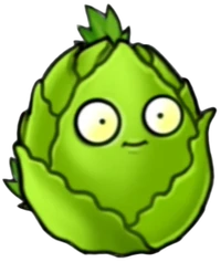 Cabbage-nut