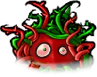 Chilli Kelp