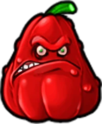 Chilli Squash