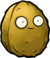 Giant Wall-nut