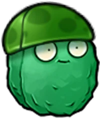 Sea-nut