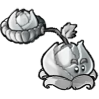 Silver Cabbage