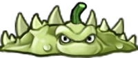 Squashweed