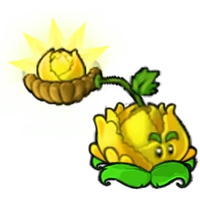 Sun Cabbage