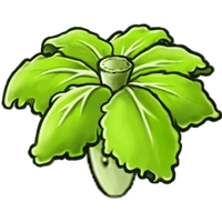 Umbrella Cabbage